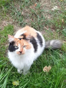 Sci Lhomme à Beaussais-sur-Mer