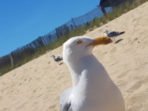 Doctors Veterinary Palacios SCP Trenti à Parempuyre