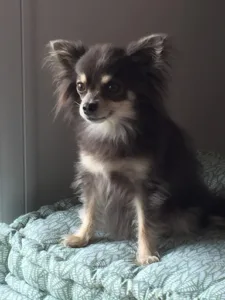 Drs vet. Beslin et Le Mignot Selarl à Ploumagoar