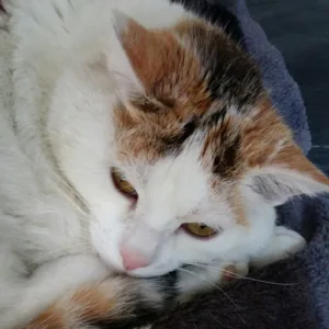 Clinique Vétérinaire des Léchères à Marnaz