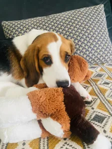 Cabinet vétérinaire de Sartilly à Sartilly-Baie-Bocage