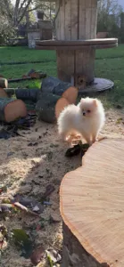 Cabinet vétérinaire des Deux Chênes à Saint-Pierre-lès-Nemours