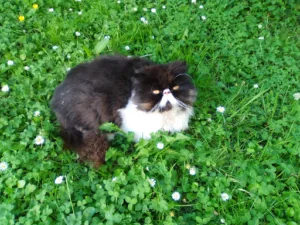 Cath Paws Veterinary Clinic à Marquise