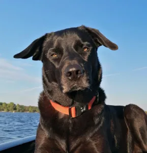Cabinet Vétérinaire Penin Didier à Miramont-de-Guyenne