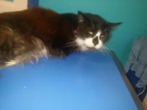 Emmenez votre animal de compagnie pour des soins et suivis auprès avec Clinique Vétérinaire des Docteurs Huard Daniel et Boulert Isabelle inscrit dans notre annuaire pour trouver votre Vétérinaire autour de moi sur Harnes pour prendre soin de votre chat, […]