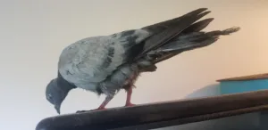 Mosser Jacques à Le Puy