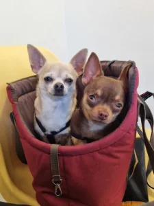 Veterinarians Frémur à Hénanbihen