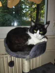 clinique vétérinaire des fauvettes à Domont