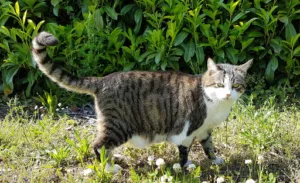 Cabinet Vétérinaire Médico-Chirurgical de l’Etoile à Moulins