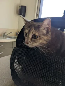 Veterinary Clinic Penthièvre à Lamballe-Armor