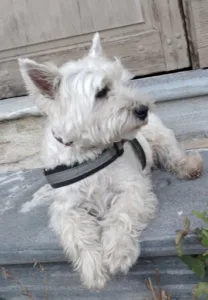 Cabinet vétérinaire du Dr Vincent FORT à Modane