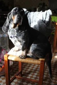 Clinique Vétérinaire de Louans à Louans