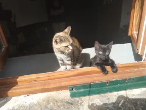 Clinique vétérinaire des Portes Occitanes à Le Puy