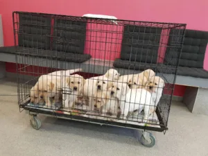 Clinique vétérinaire Dr Armand à Toulenne