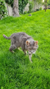 Dr Vet Christophe ROBERT à Verrières