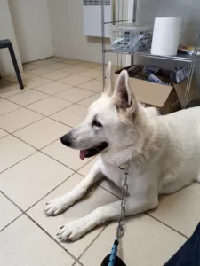 Dal Corso Valéry à Auteuil