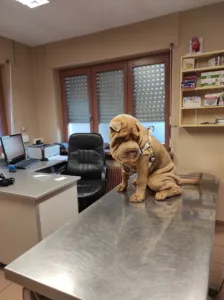 Doctors Veterinary Office Morel Rubi à Héricourt