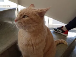 Cabinet Vétérinaire du Petit Rochefort à Varces-Allières-et-Risset