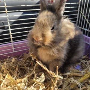 Westphal Klaus à Écromagny