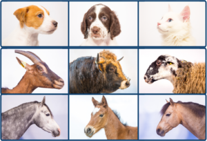 Veterinarian Clinic Chambons à Pontgibaud