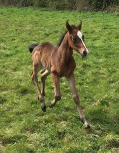 Clinique Vétérinaire de Thiberville à Thiberville