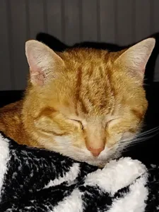 CLINIQUE VETERINAIRE DU MORIN – Dr CABAJ à Saint-Germain-sur-Morin