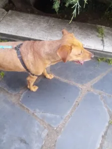 Clinique Vétérinaire Docteur Majewski à Seiches-sur-le-Loir