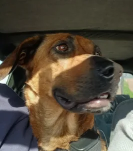 Selarl des Vétérinaires de Beugnies à Beugnies