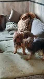 Clinique Veterinaire à Saint-Germain