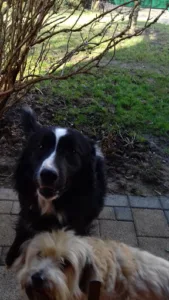 Veterinary Clinic Esplanade à Belfort