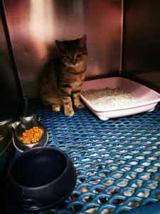 Veterinary Bazin and Wendlinger SCP à Persan