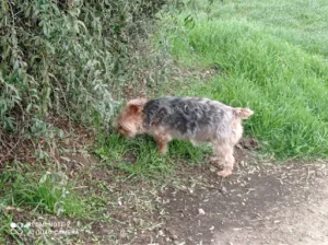 Clinique Vétérinaire d’Hucqueliers à Hucqueliers