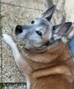 Clinique Veterinaire des Sables à Flines-lez-Raches