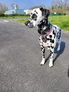 Clinique Vétérinaire des Docteurs Cauwelier – Vansteenkiste à Rexpoëde