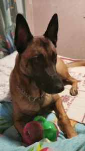 Cabinet vétérinaire à Saint-Pardoux