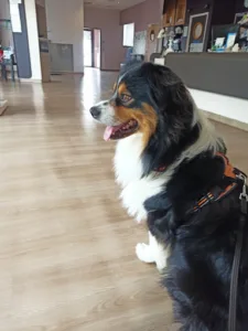 Clinique vétérinaire Vétélios à Châtenoy-en-Bresse