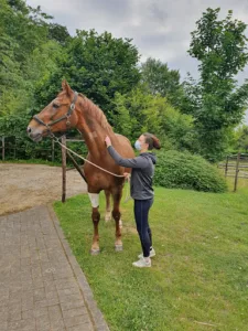 Veterinary Clinic of the Scheldt à Saint-Saulve