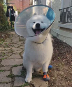 Clinique vétérinaire du Gros-Noyer – Saint-Prix – Sevetys à Saint-Prix