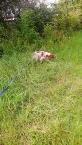 Clinique Vétérinaire des Docteurs Depreter – Lagarde – Proteau à Lignières