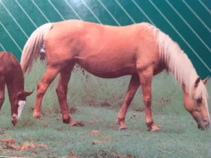Léglise Ann-Sophie à Ginestet