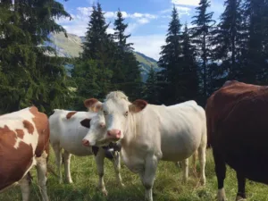 VétoStJean (Cabinet Vétérinaire des 3 Vallées) à Saint-Jean-de-Sixt