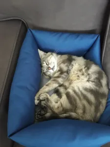 Cabinet vétérinaire à Soisy-sur-Seine