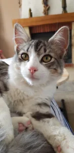 Clinique Vétérinaire du Thiey, Dr.Junod Sandra à Saint-Vallier-de-Thiey