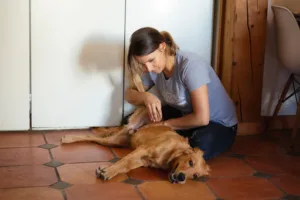 Madeleine Miesch – Ostéopathe animalier, équin, canin, félin, bovin à Lavars