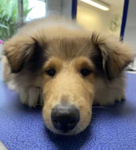 Clinique Vétérinaire Saint Pierre à Saint-Pierre-d'Irube