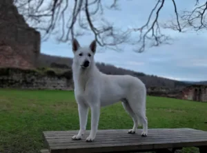 Clinique Vétérinaire Heiligenmatt à Phalsbourg