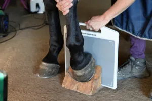 EKIVET Vétérinaire équin à Saint-Girons-d'Aiguevives