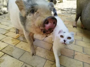 Cabinet Vétérinaire Brillet D’Or Jamart à Saint-Aignan-sur-Roë
