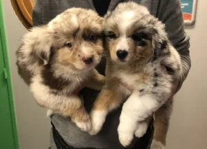 Veterinary Clinic Pasteur Doctor Lamboy à Notre-Dame-de-Bondeville