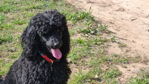 Cabinet Vétérinaire La Tarente à Salernes